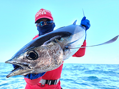 ビンチョウマグロの釣果