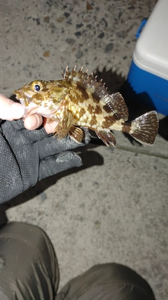 メバルの釣果