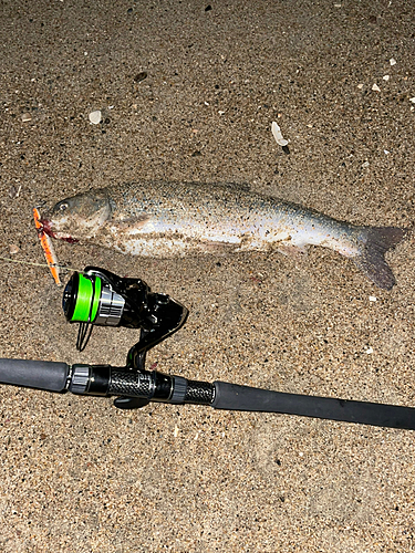 マルタウグイの釣果