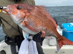 マダイの釣果