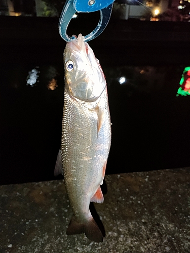 マルタウグイの釣果