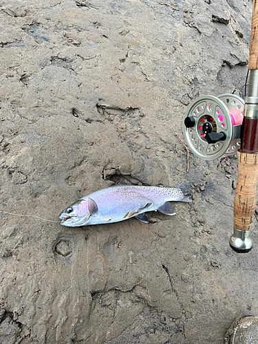 レインボートラウトの釣果