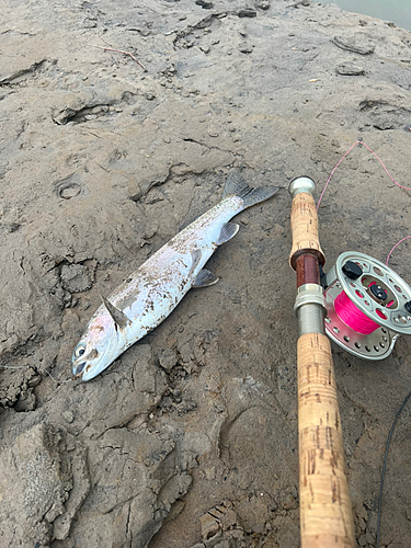 レインボートラウトの釣果