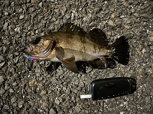 クロメバルの釣果