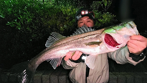 シーバスの釣果