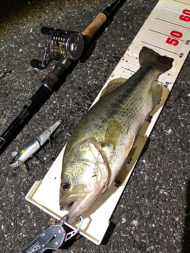 ブラックバスの釣果