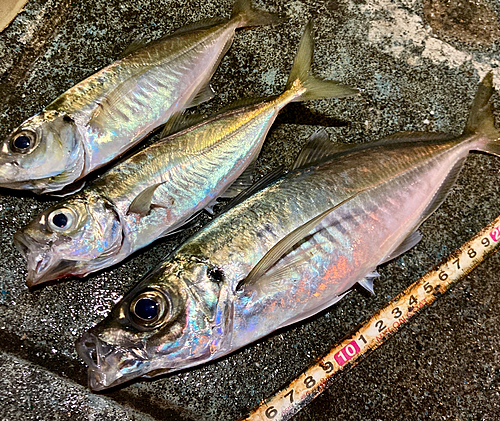 アジの釣果