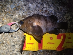 メバルの釣果