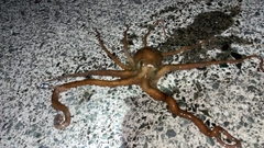 テナガダコの釣果