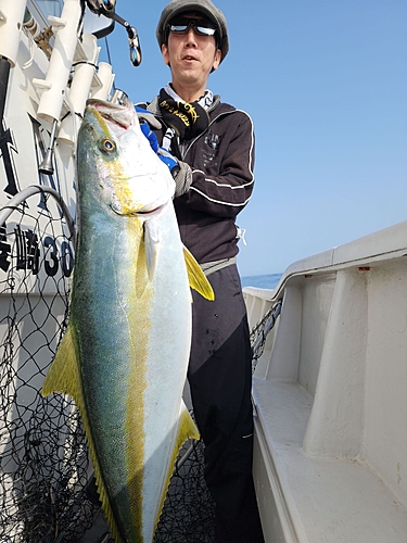 ヒラマサの釣果