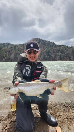 アメマスの釣果