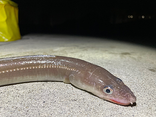 アナゴの釣果