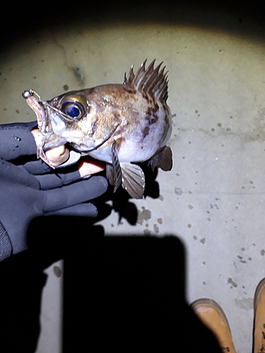 メバルの釣果