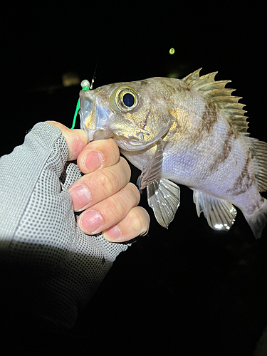 メバルの釣果