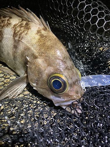 シロメバルの釣果