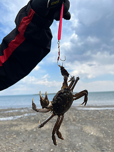 カニの釣果