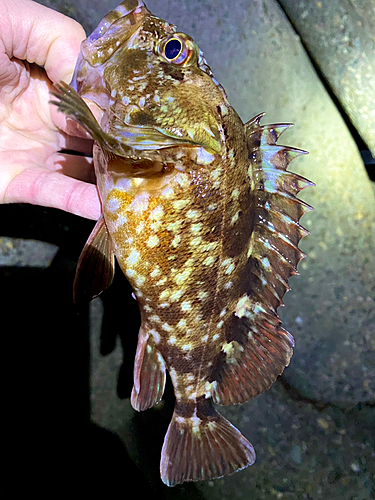 カサゴの釣果