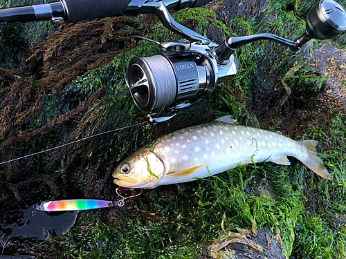 アメマスの釣果