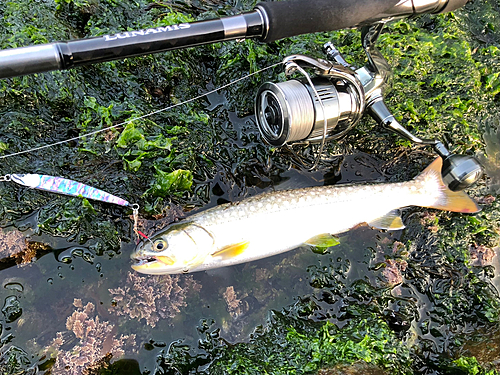 アメマスの釣果