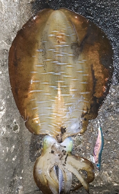 アオリイカの釣果