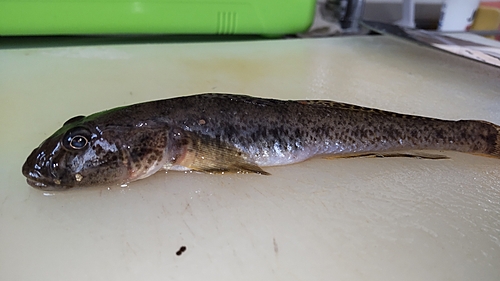 マハゼの釣果