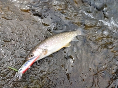 エゾイワナの釣果