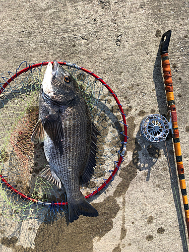 クロダイの釣果