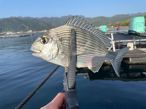 ヘダイの釣果