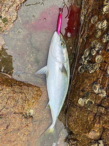 ワラサの釣果