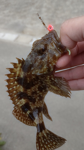 カサゴの釣果