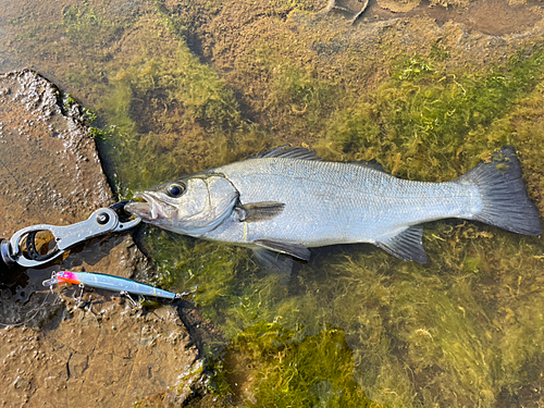 ヒラスズキの釣果