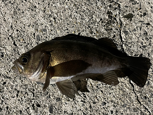 メバルの釣果