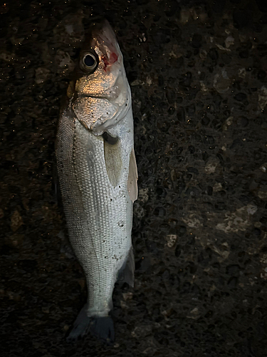 セイゴ（マルスズキ）の釣果