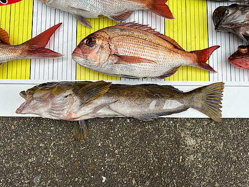 アイナメの釣果