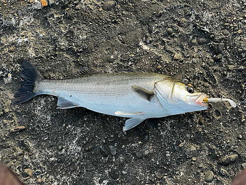 スズキの釣果