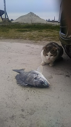 キビレの釣果