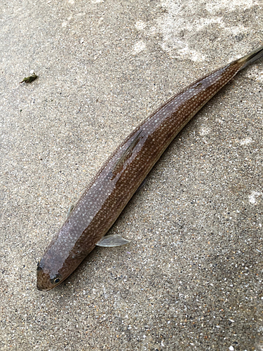 エソの釣果