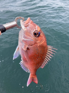 マダイの釣果