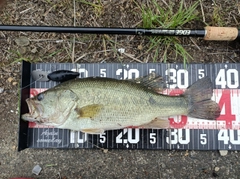 ラージマウスバスの釣果