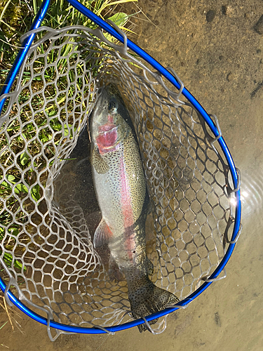 ニジマスの釣果