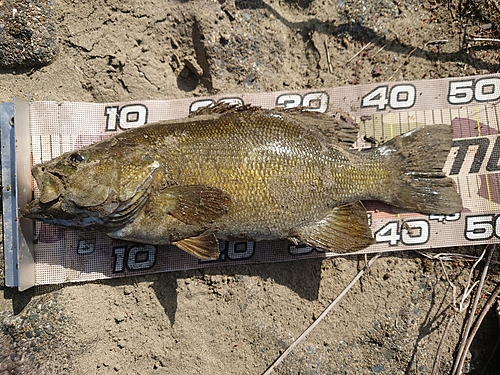 スモールマウスバスの釣果