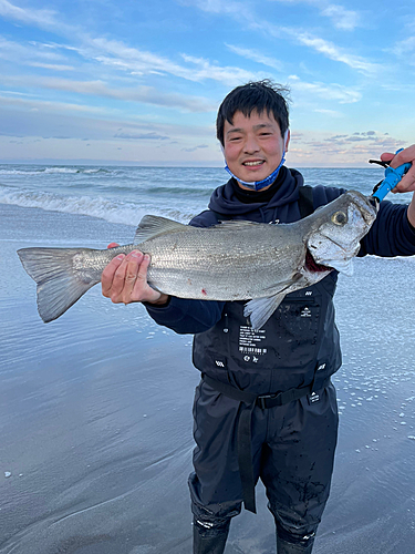 ヒラスズキの釣果