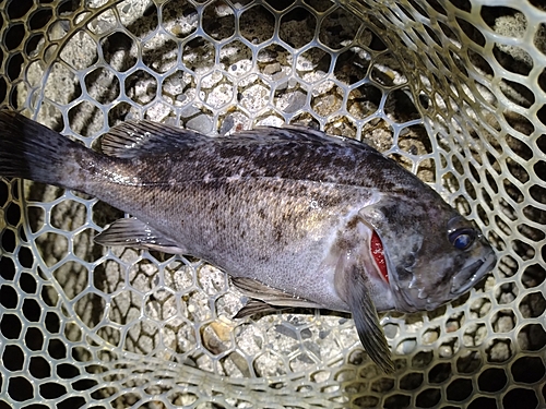 クロソイの釣果