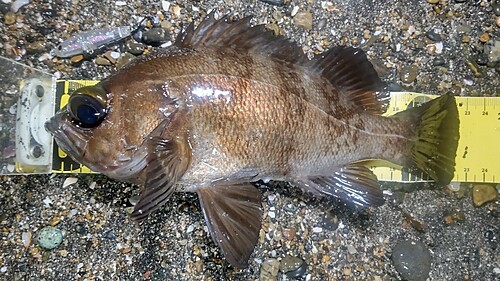 メバルの釣果