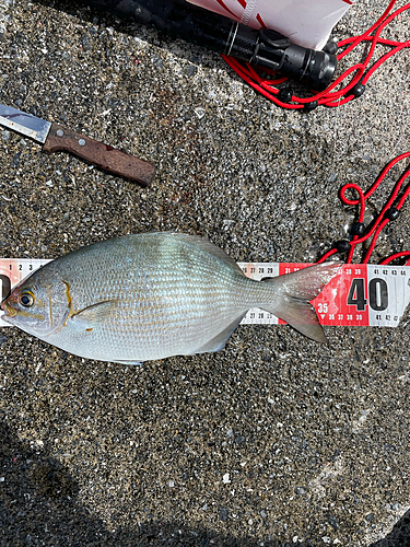 イスズミの釣果