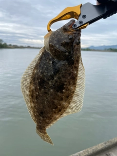 ソゲの釣果