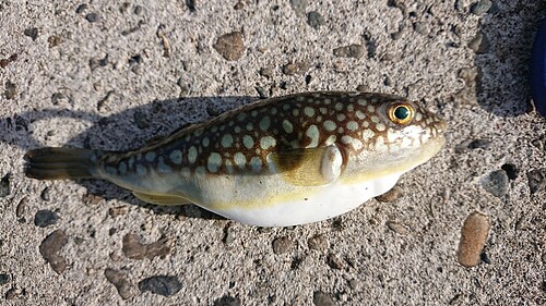 コモンフグの釣果