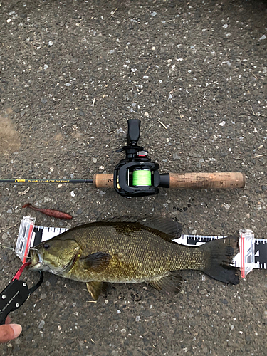 スモールマウスバスの釣果