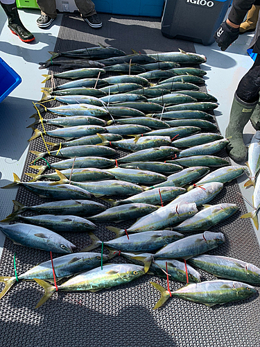 ハマチの釣果