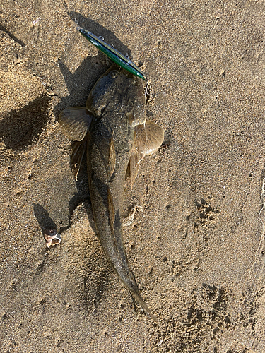 マゴチの釣果